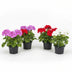 8x Pelargonium peltatum Mix Ø12 cm - 20 cm: Farbenfrohe Blüten für Balkon & Garten Bild 1