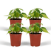 Philodendron Scandens Brasil - 4er Set, Topf Ø12cm Bild 1
