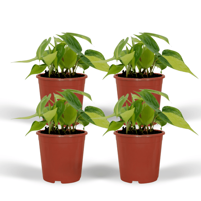 Philodendron Scandens Brasil - 4er Set, Topf Ø12cm