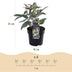 GreenboutiQ - Gartenpflanze - Lenten Rose - Helleborus sternii Silver Dollar - Grüne Blüte - 2 Pflanzen - Immergrün - Topf 14cm Höhe 35cm Bild 3