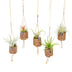 Kokodama Birdnest Tillandsia Mix - 8 Stück - Ø7cm - 5cm Bild 1
