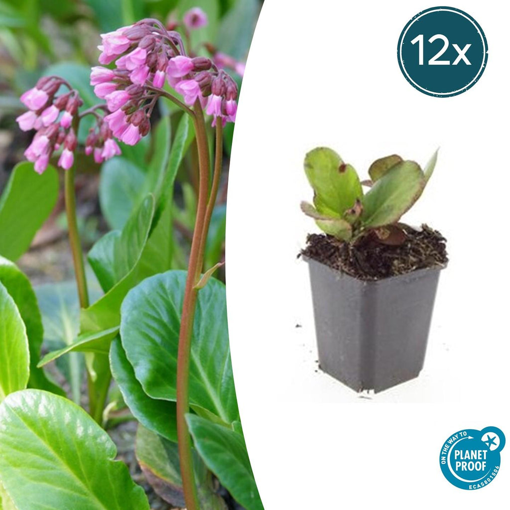Bergenia cordifolia 'Herbstblüte' 12er Pack, 10-25cm hoch