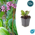 Bergenia cordifolia 'Herbstblüte' 12er Pack, 10-25cm hoch