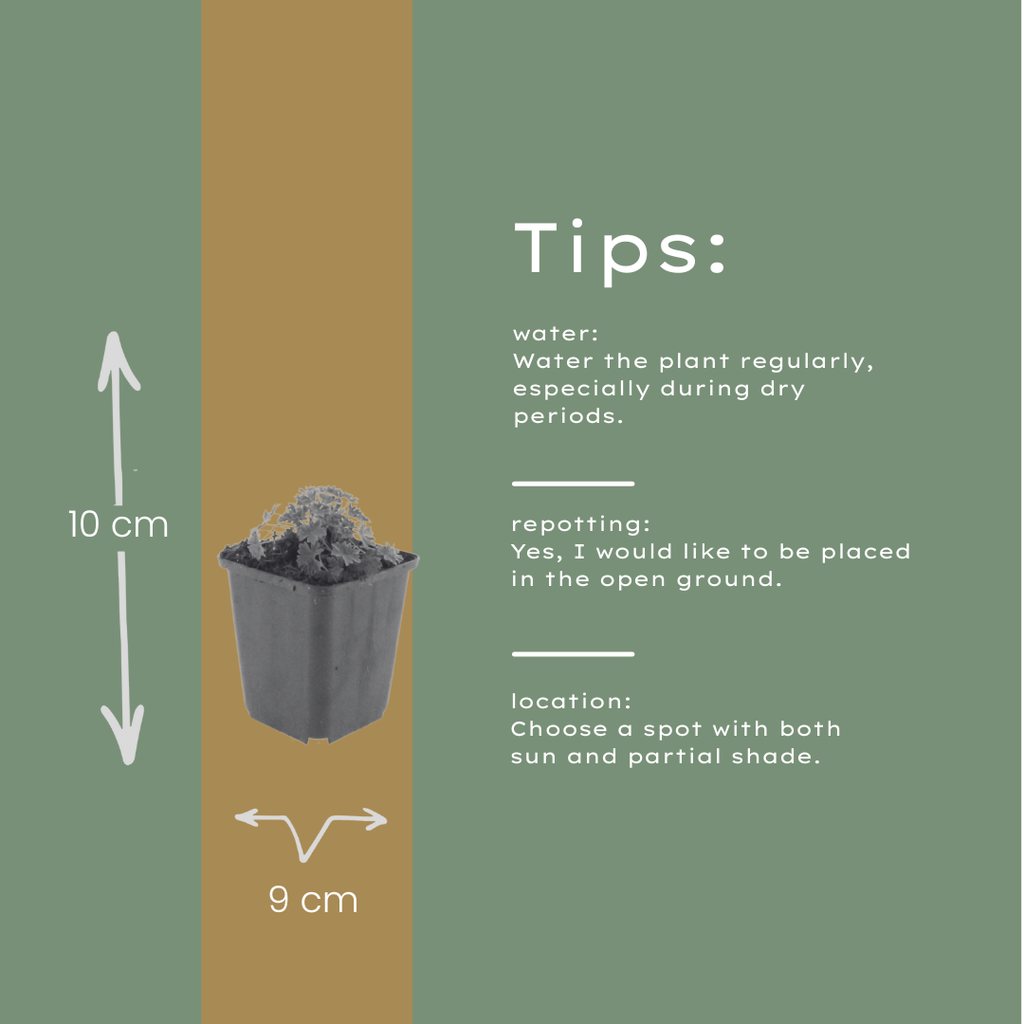 Geranium cinereum 'Ballerina' im 9cm Topf, 10-25cm hoch (12 Stück)