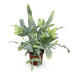 Phlebodium aureum 'Blue Star' Blaue Farn - Haustierfreundlich, Topf 12cm Bild 2