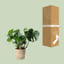 Monstera in a palm leaf basket, 21cm pot, 60cm height Bild 4