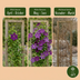 Clematis Etoile Viol - Waldrebe Étoile Violette - Lila - Kletterpflanze - Ø9cm - ↕35cm Bild 6