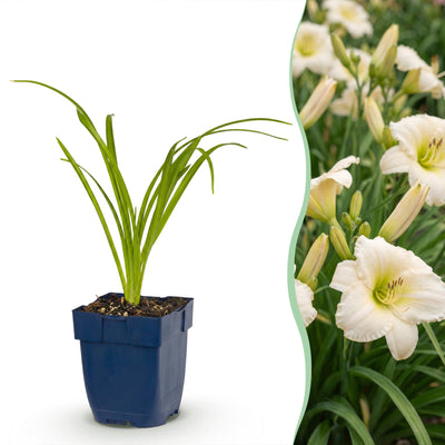 Green boutiQ - Perennial - Hemerocallis Arctic Snow - Daylily - Bee and Butterfly Attractors - Cream - 24 Plants - Pot 11cm - Height 15-25cm