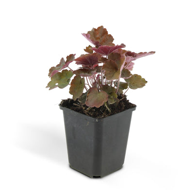 24x Purpurglöckchen 'Palace Purple' Staude, 10-25cm, Ø9cm