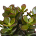 Crassula-Mischung im weißen Topf - 3 Pflanzen Bild 5