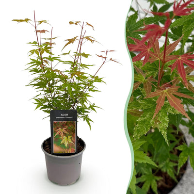 Acer palmatum Phoenix: Roter Japanischer Fächerahorn, 35cm, Topf 12cm