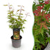 Acer palmatum Phoenix: Roter Japanischer Fächerahorn, 35cm, Topf 12cm Bild 1