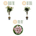 GreenboutiQ - Stamm-Pflanze - Viburnum tinus Eve Price - Terrassenpflanze - Immergrün - Winterhart - Weiß-Rosa Blüte - Topf 19cm Höhe 90cm Bild 12