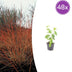 Dogwood 'Midwinter Fire' Set of 48: Radiant Winter Color Bild 1