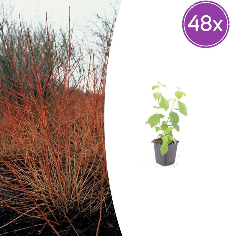 Dogwood 'Midwinter Fire' Set of 48: Radiant Winter Color