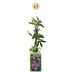 Passiflora Lavender Lady - Lila Kletterpflanze, Ø9cm, ↕35cm Bild 2