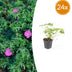 24x Geranie 'Tiny Monster' – Blaue Blüten, 10-25cm Höhe, 9cm Topf Bild 1