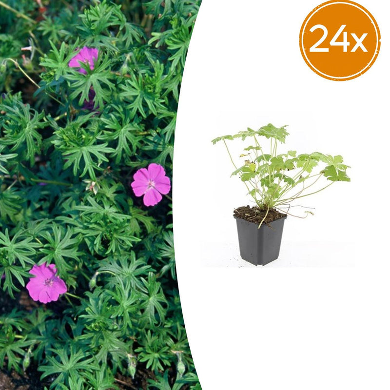 24x Geranie 'Tiny Monster' – Blaue Blüten, 10-25cm Höhe, 9cm Topf