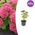 48x Sedum 'Herbstfreude' - 10-25cm - Ø9cm Topf Bild 1