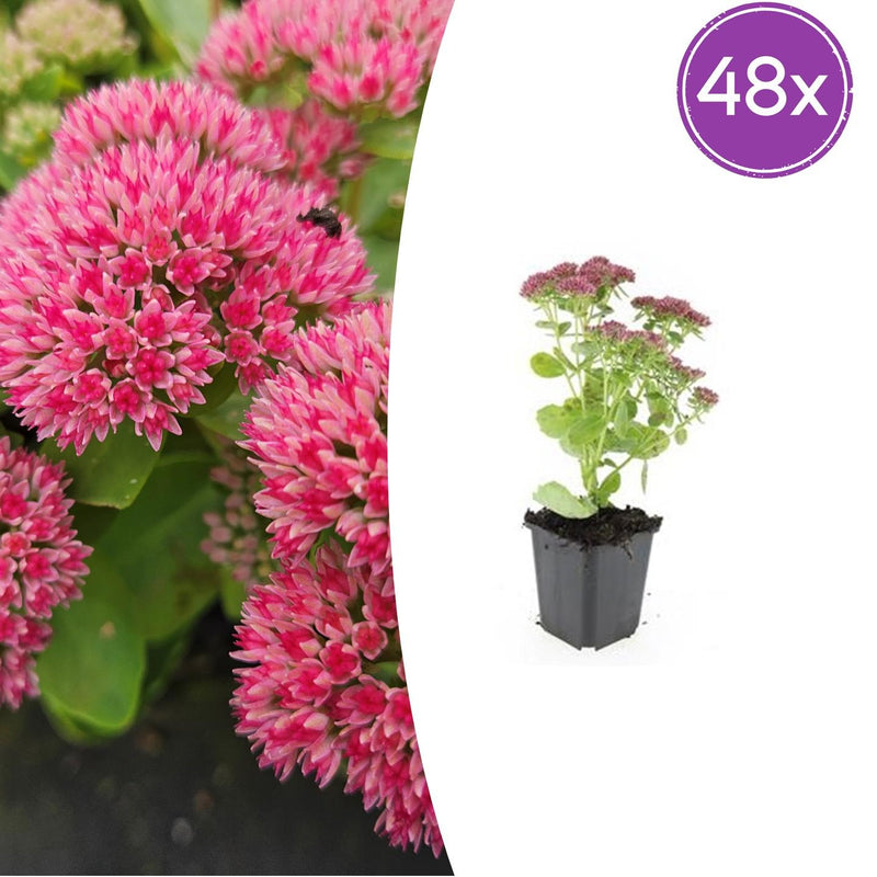48x Sedum 'Herbstfreude' - 10-25cm - Ø9cm Topf