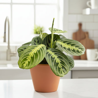 Maranta Lemon Lime - farbenfrohe Zimmerpflanze Ø12 H30