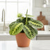 Maranta Lemon Lime - colorful houseplant Ø12 H30 Bild 2