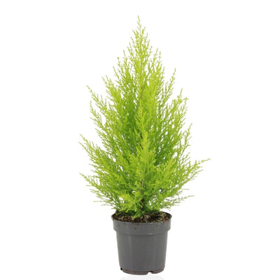 Cupressus Macrocarpa Goldcrest Wilma, 55cm, Ø14cm Topf