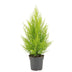 Cupressus Macrocarpa Goldcrest Wilma, 55cm, Ø14cm Topf Bild 1