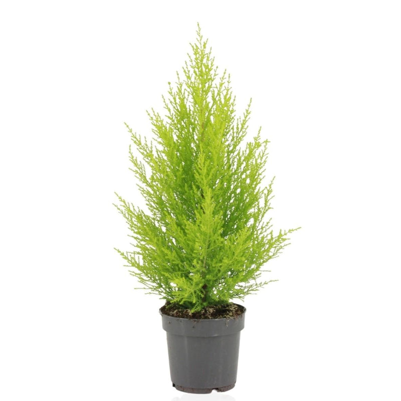 Cupressus Macrocarpa Goldcrest Wilma, 55cm, Ø14cm Topf