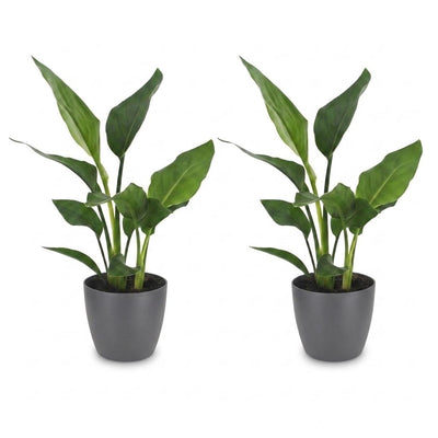 Green boutiQ - Strelitzia Reginea - Paradiesvogelblume - 2 Pflanzen - mit Potter Grijs - Topf 12cm - Höhe - 35cm