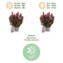 GreenboutiQ - Gartenpflanze - Leucothoe Curly Red - Rot - 2 Pflanzen - Immergrün - Wenig Pflege - Topf 17cm Höhe 40cm Bild 12
