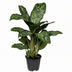 Aglaonema Greenlight (Decorum) - Pflegeleichte Zimmerpflanze mit Luftreiniger Bild 1
