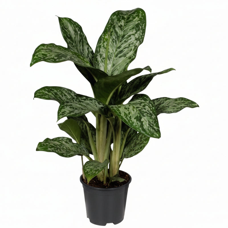 Aglaonema Greenlight (Decorum) - Pflegeleichte Zimmerpflanze mit Luftreiniger