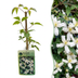 2x Clematis mont. 'Wilsonii' – Weiß – Kletterpflanze – Ø9cm Bild 1
