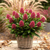 GreenboutiQ - Terrassenpflanze - Skimmia japonica Rubella - Blüte Rot - 10+ Blüten - 3 Pflanzen - Winterhart - Topf 10,5cm Höhe 25cm Bild 4