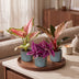 Baby Paradise Mix: 3 tropische Pflanzen im 6cm Topf Bild 3