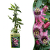 2x Passiflora Victoria - Kletterpflanze - Ø9cm - ↕35cm Bild 1