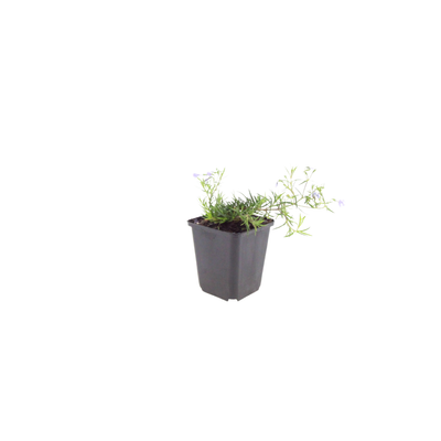 60x Phlox 'Emerald Cushion Blue' - Frühjahrsblüher für Steingarten & Beete