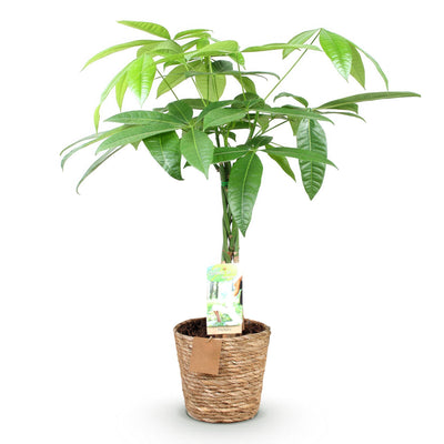 Geflochtener Pachira Geldbaum: 60-70cm, Topf 17cm