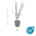 24x Japanisches Blutgras 'Red Baron' 9cm Topf, 10-25cm hoch Bild 3