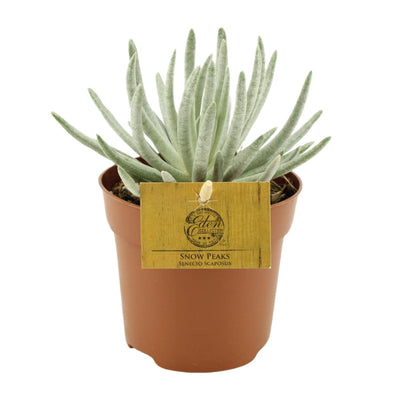 Senecio Scaposus Pflanze im 10,5cm Topf, ca. 15cm hoch