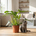 Philodendron Lacerum Houseplant: Easy Care, 65cm, 19cm Pot Bild 5