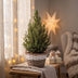 4x Picea glauca Conica - Zuckerhutfichte - Grün - Weihnachtsbaum - inkl. Korb - Ø17cm - ↕65cm Bild 3
