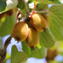 GreenboutiQ: 2 Kiwi Plants (Jenny & Gold), 50cm, 15cm Pot Bild 5