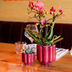 Kolibri Orchids | Rote Congo Orchidee + Retro roter Übertopf – Topfgröße Ø9cm | blühende Zimmerpflanze – frisch vom Züchter Bild 4