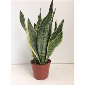 Sansevieria Futura Superba: Luftreinigende Zimmerpflanze Ø14cm, ↕40cm