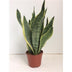 Sansevieria Futura Superba: Luftreinigende Zimmerpflanze Ø14cm, ↕40cm Bild 2