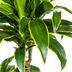 Dracaena Deremensis Dorado Topfpflanze Ø21cm | 100-120cm Höhe Bild 6