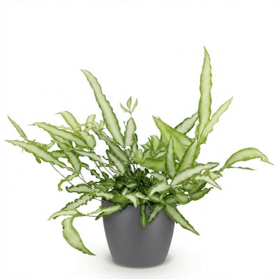Green boutiQ Pteris cretica Albolineata Schwertfarn, Topf 12cm, H 20cm