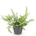 Green boutiQ Pteris cretica Albolineata Schwertfarn, Topf 12cm, H 20cm Bild 2